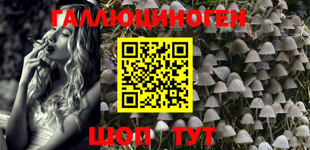 Псилоцибиновые грибы Psilocybe Тулун